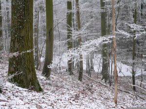 Thiergarten-Sumpf Weihnachten 2007