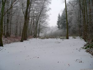Thiergarten-Sumpf Weihnachten 2007