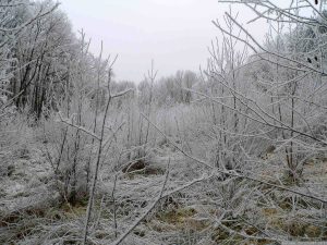 Thiergarten-Sumpf Weihnachten 2007