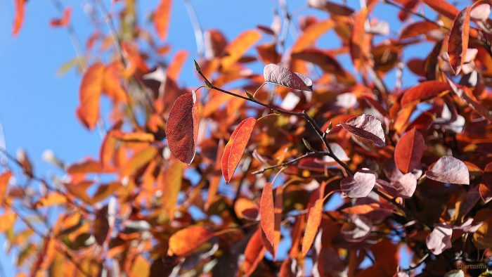 Herbstlaub der Kupfer-Felsenbirne (Amelanchier lamarckii) am 4. Oktober 2022