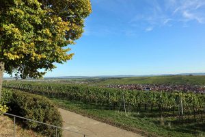 Goldener Oktober am terroir f Volkach