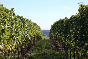 Weinberg am Prallhang von Escherndorf am Main