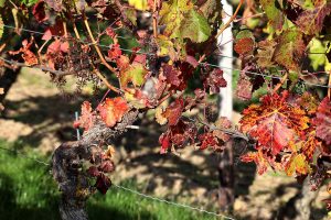 Weinstock mit Herbstlaub