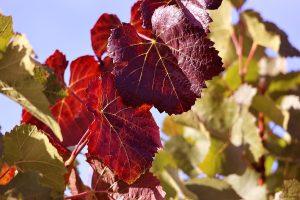 Weinstock mit Herbstlaub