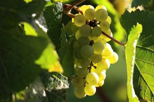 Weintraube mit reifen Beeren im Licht der Herbstsonne