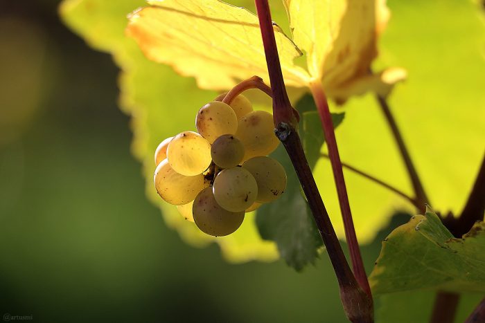 Reife Weintrauben im Licht der Herbstsonne