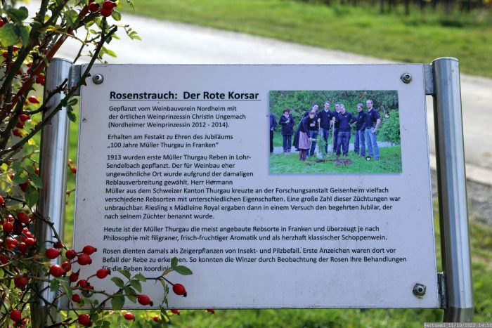 Rosenstrauch: Der Rote Korsar am Weg hoch zum Aussichtspunkt auf dem Nordheimer Kreuzberg