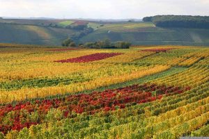 Weinberge unterhalb des Aussichtspunkts auf dem Nordheimer Kreuzberg