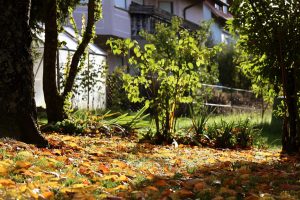 Unser Garten am 22. Oktober 2022