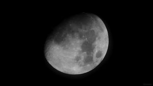 Goldener Henkel am 3. Januar 2023 am zunehmenden Mond
