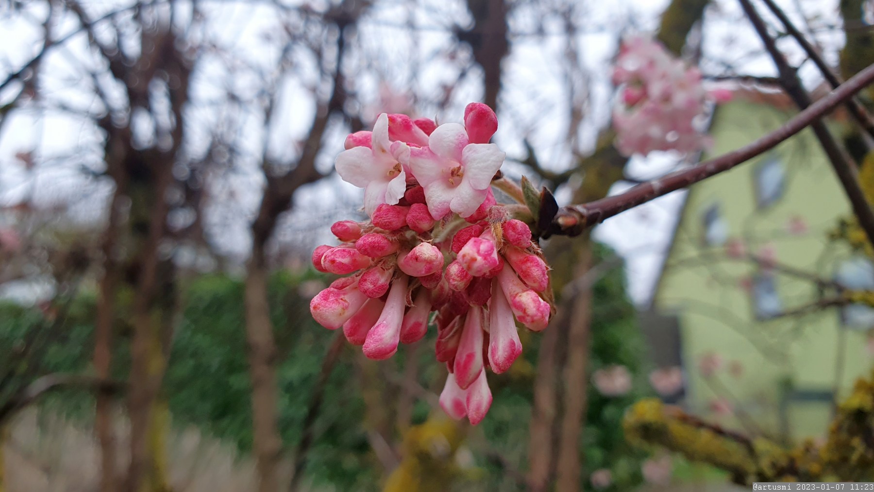 Blüten des Winterschneeballs (Viburnum bodnantense) am 7. Januar 2023