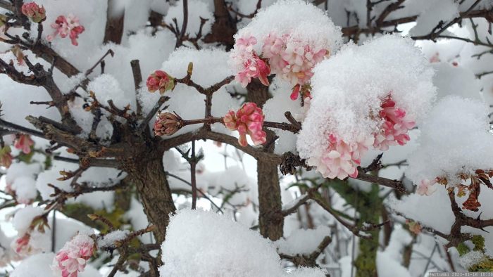Blüten des Winterschneeballs (Viburnum bodnantense) am 18. Januar 2023
