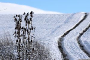 Schneebedeckte Wilde Karde (Dipsacus fullonum L.) am 20. Januar 2023.