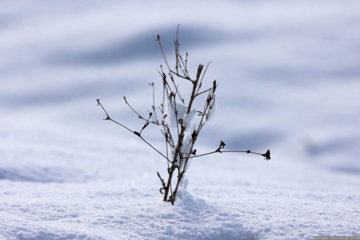 Pflanzen im Schnee - gesehen während der Wanderung am 20. Januar 2023 im Bereich der Goldenen Leite in Eisingen.
