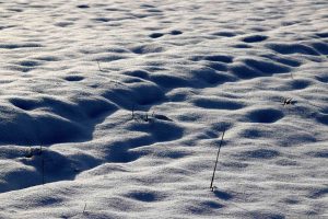 Pflanzen im Schnee - gesehen während der Wanderung am 20. Januar 2023 im Bereich der Goldenen Leite in Eisingen.