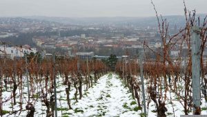Weinberge der Weinlage Würzburger Stein am Schalksberg