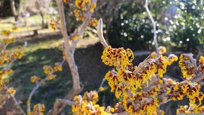 Blüten der Chinesischen Zaubernuss (Hamamelis mollis) am 27. Februar 2023