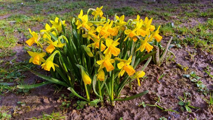 Kleine Narzissen werden auch Mini-Narzissen (Narcissus) genannt