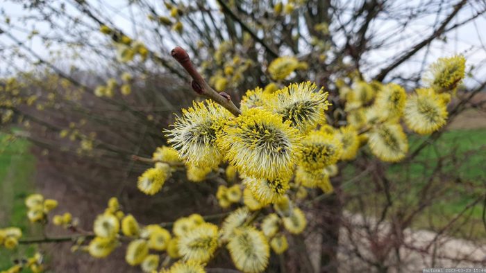 Männliche Blüten der Salweide (Salix caprea)