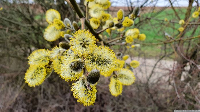 Männliche Blüten der Salweide (Salix caprea)