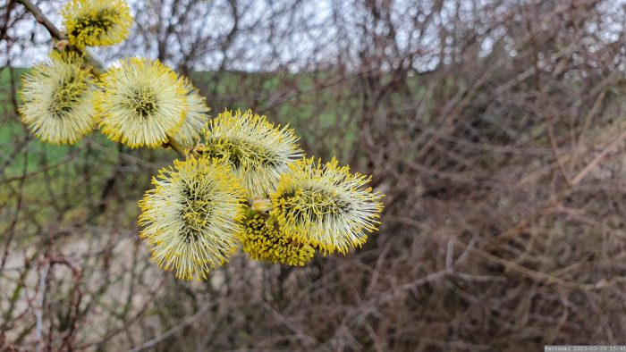 Männliche Blüten der Salweide (Salix caprea)
