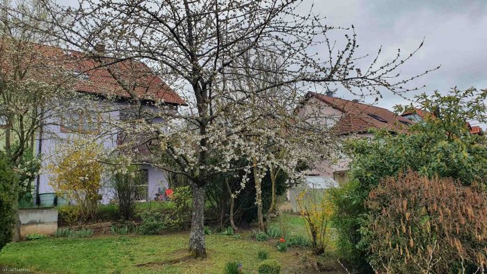 Beginn der Kirschblüte 2023 in unserem Garten