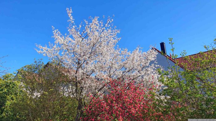 Blüten der Gewöhnlichen Felsenbirne (Amelanchier ovalis) und der Blut-Johannisbeere (Ribes sanguineum) am 19. April 2023