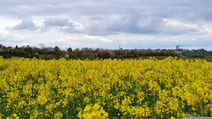 Rapsfeld bei Eisingen am 29. April 2023 mit Blick nach Kist