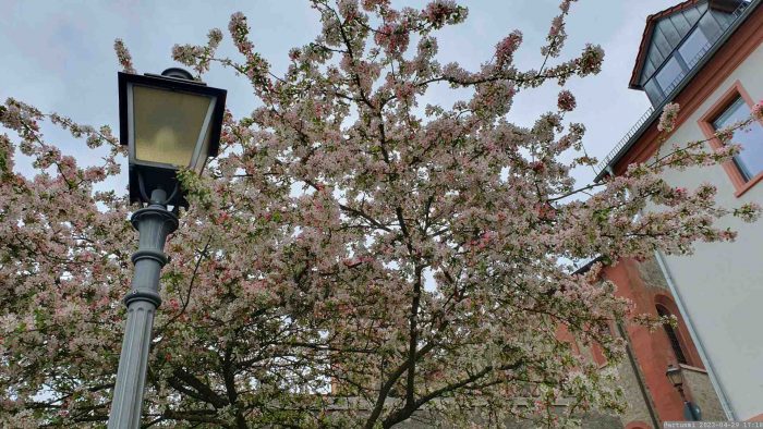 Obstblüte am 29. April 2023 unterhalb des Rathauses in Eisingen