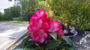 Blüten einer unserer Rhododendronpflanzen am 2. Mai 2023