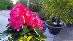 Blüten einer unserer Rhododendronpflanzen am 4. Mai 2023