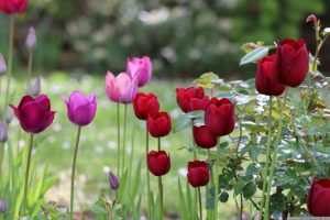 Tulpenblüten (Tulpia) in unserem Garten am 5. Mai 2023