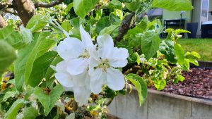 Apfelblüten - Unser Garten am 9. Mai 2023