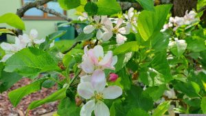 Apfelblüten - Unser Garten am 9. Mai 2023