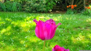 Tulpenblüte (Tulpia) am 15. Mai 2023