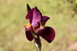 Schwertlilie (Iris germanica)