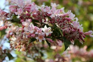 Blüten des Perlmuttstrauchs / Kolkwitzie (Kolkwitzia amabilis)
