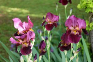 Schwertlilien (Iris germanica) am 22. Mai 2023