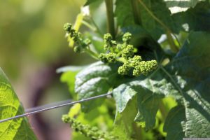 Beginn der Weinblüte in den Weinbergen von Sommerhausen