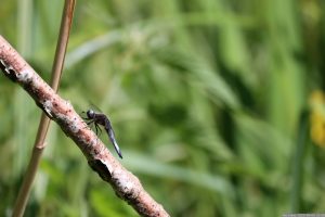 Der Plattbauch (Libellula depressa) am 4. Juni 2023 am Ochsensee bei Sommerhausen - eine Libellenart aus der Familie der Segellibellen (Libellulidae).
