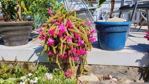 Blühender Schlangenkaktus (Aporocactus flagelliformis) am 10. Juni 2023