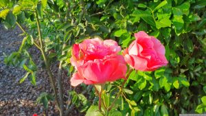 Blüten der Rose "Queen Elizabeth" am 6. Juli 2023