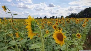 Sonnenblumenfeld bei Waldbüttelbrunn am 20. Juli 2023