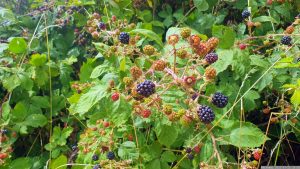 Wildwachsende Brombeeren (Rubus sect. Rubus) am 22. Juli 2023