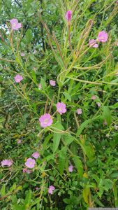 Zottiges Weidenröschen (Epilobium hirsutum) am 22. Juli 2023