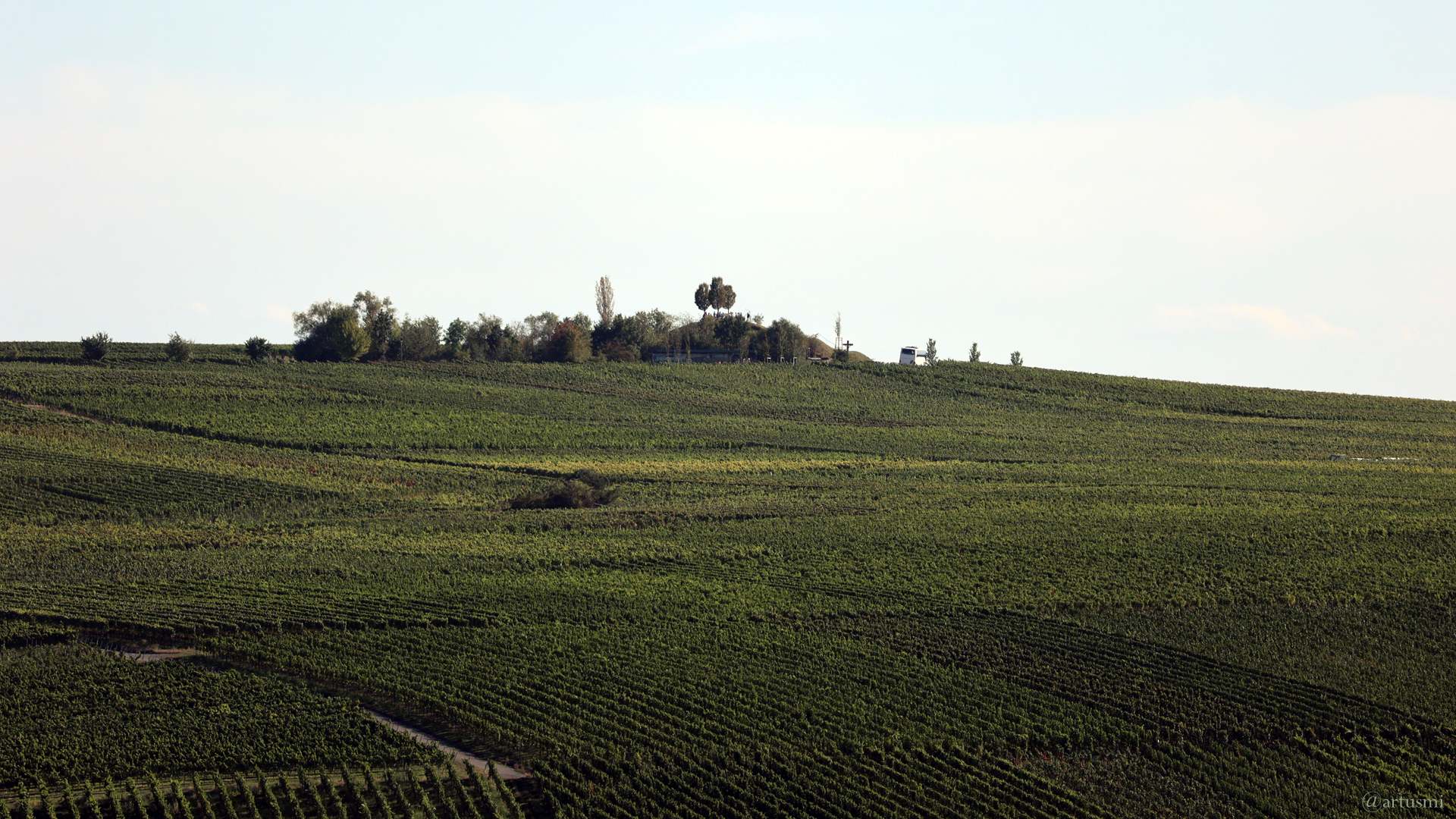 Blick von der Vogelsburg zum terroir f Nordheim