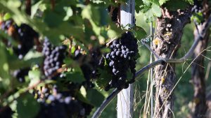 Tröpfchenbewässerung an Weinstock am Prallhang von Escherndorf