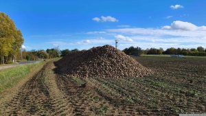 Zuckerrübenhaufen in Eisingen am 21. Oktober 2023