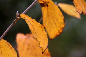 Herbstlaub der Chinesischen Zaubernuss (Hamamelis mollis) am 29. Oktober 2023
