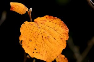 Herbstlaub der Chinesischen Zaubernuss (Hamamelis mollis) am 29. Oktober 2023